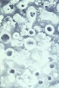 Figure 12-14. Experimental boiler heat transfer suraces (800X magnifications) exposed to feedwater iron contamination. Heavy iron oxide deposition occurred (left) when no polymer was used. A virtually clean surace was achieved with an iron-specific polymer program (right).