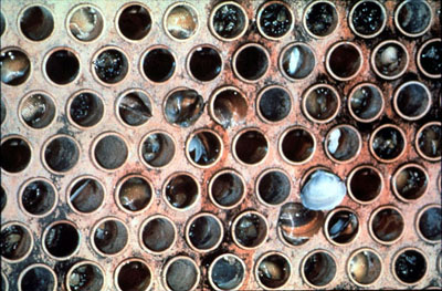 Figure 28-2. Power plant condenser infested and numerous tubes plugged with adult Asiatic clams.