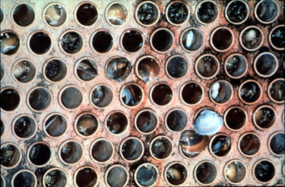 Figure 28-2. Power plant condenser infested and numerous tubes plugged with adult Asiatic clams.