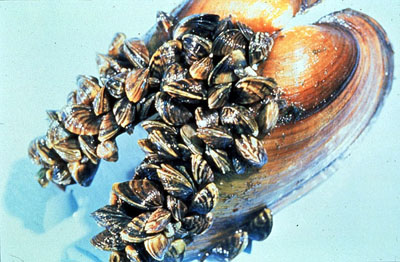 Figure 28-3. Zebra mussels attached to mollusk shell in clumps.