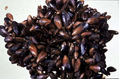 Figure 28-5. Blue mussels grow in large colonies.