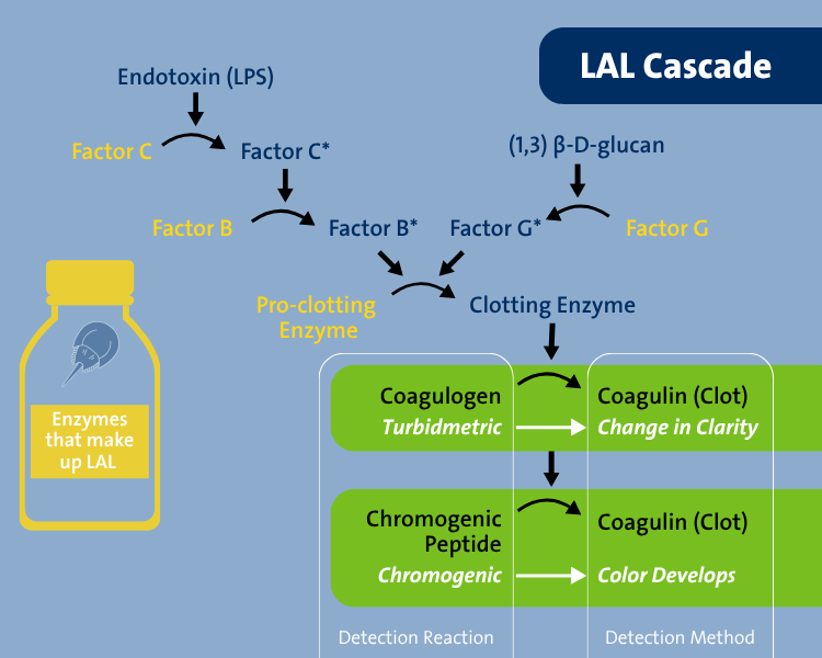 LAL Cascade and Detection