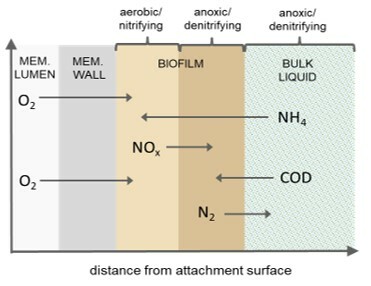 large-ZeeLung Counter Diffusion