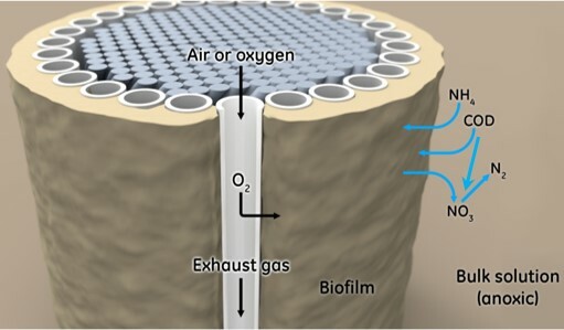 Biofilme ZeeLung grande