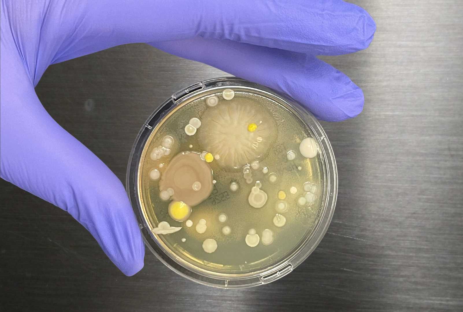 Bioburden depicted in petri dish