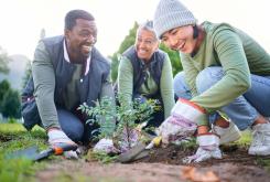 des personnes plantant un arbre