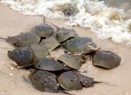 endotoxinas-imagens_0.jpg