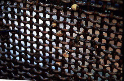 Figure 28-1. Juvenile Asiatic clams passing through an intake screen at a large power plant.